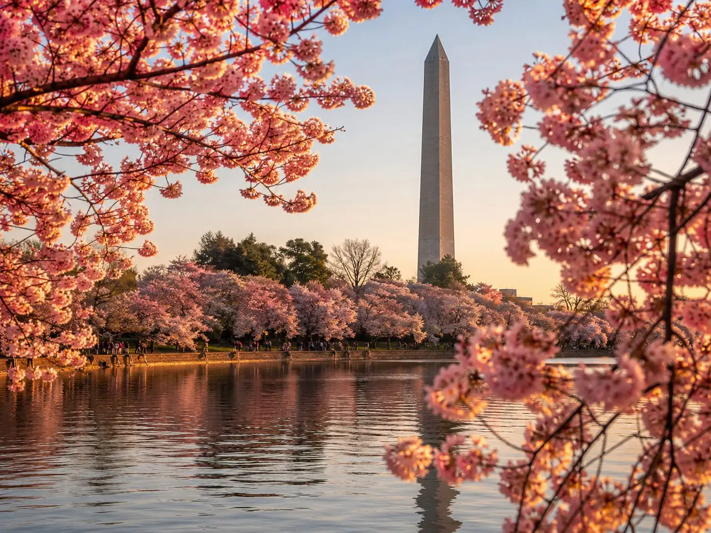 Kirschblüte am Tidal Basin, typischerweise von Ende März bis Anfang April